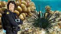 Andy's Aquatic Adventures - Episode 15 - Andy and the Sea Urchins