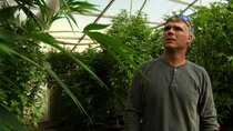 Op-Docs - Episode 42 - The Fight Over Medical Marijuana