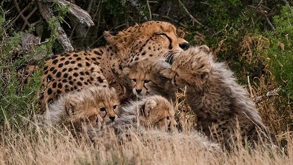 Cheetah Family & Me - S01E01 - 
