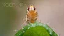 Deep Look - Episode 7 - Leaf Miner Fly Babies Scribble All Over Your Salad