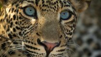 Nature - Episode 11 - The Leopard Legacy