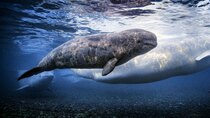 Secrets of the Whales - Episode 3 - Beluga Kingdom