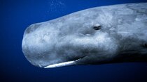 Secrets of the Whales - Episode 4 - Ocean Giants