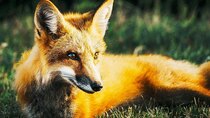 Animal IQ - Episode 2 - Foxes: Dog Hardware, Cat Software