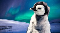 Animal IQ - Episode 3 - Baby Penguins Can Navigate Better than You