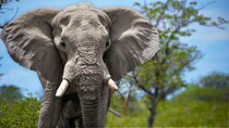 Animal IQ - Episode 4 - Elephants: Do Giant Brains Mean More Smarts?