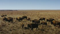 Overview - Episode 7 - How Bison Are Saving America's Lost Prairie