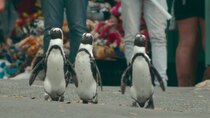 Penguin Town - Episode 1 - Homecoming