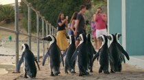 Penguin Town - Episode 6 - Weekend Warriors