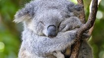 Animals with Cameras - Episode 2 - Australia