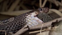 Earth Odyssey with Dylan Dreyer - Episode 42 - Reptiles