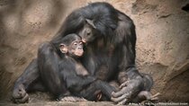 DW Documentaries - Episode 72 - Great apes - Our closest animal relatives