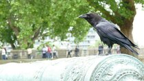 Inside the Tower of London - Episode 8