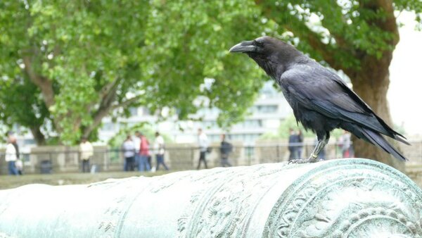 Inside the Tower of London - S02E08 - 