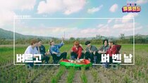 VERIVERY - BelBel Land - Episode 32 - Ep. 31 - The Day we Reaped Rice (1)