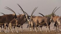 DW Documentaries - Episode 94 - Island of the White Antelope - Abu Dhabi’s natural oasis