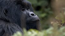 60 Minutes - Episode 11 - Hazing, Saving the Mountain Gorillas, Rita Moreno