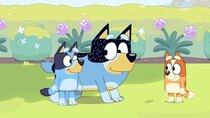 Bluey - Episode 12 - Sheepdog