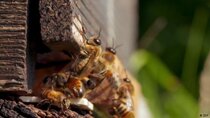 DW Documentaries - Episode 101 - Soils at their limit - Chemical threats to bees and farmland