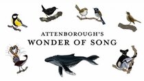 BBC Documentaries - Episode 2 - Attenborough's Wonder of Song