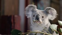 Izzy's Koala World - Episode 3 - Leia Has a Cold