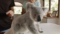 Izzy's Koala World - Episode 7 - Leia's Ready for Release