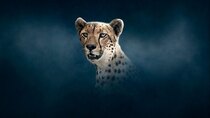 Dynasties - Episode 3 - Cheetah