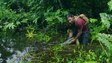 Mangrove Maze