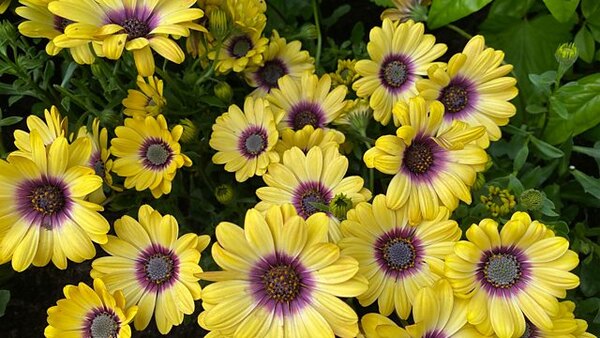 RHS Chelsea Flower Show - S2022E09 - 