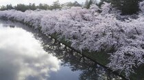 Hometown Stories - Episode 8 - Spring Splendor in Hirosaki