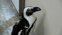 Secrets of the Zoo - Episode 1 - Penguin's New 'Do