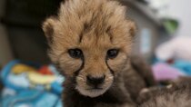 Secrets of the Zoo - Episode 2 - Love is a Cheetah Cub