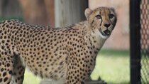 Secrets of the Zoo - Episode 1 - A Cheetah's Greatest Race