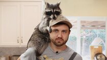 William Osman - Episode 5 - I Rented a Raccoon to Simulate Having a Child