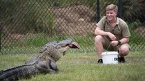 Crikey! It's the Irwins - Episode 9 - Robert's Alligator Feeding Frenzy