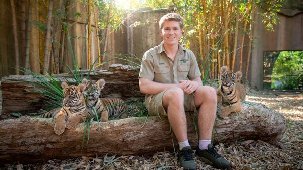 Crikey! It's the Irwins - S03E02 - Tiger Triplets