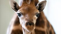 Crikey! It's the Irwins - Episode 4 - A Baby Giraffe's Tall Order