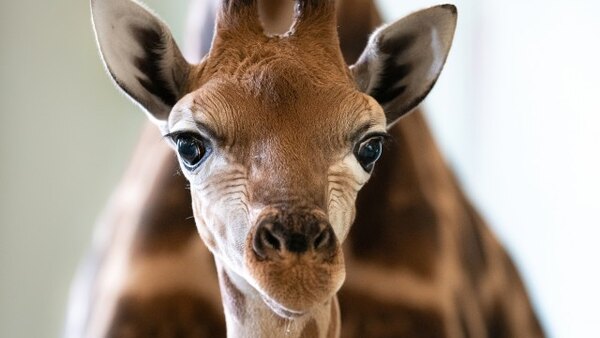 Crikey! It's the Irwins - S03E04 - A Baby Giraffe's Tall Order