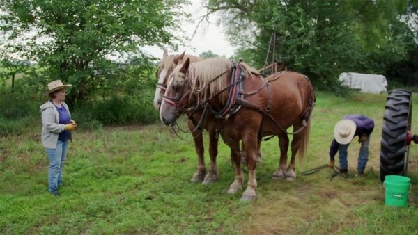 Heartland Docs, DVM - S01E06 - Hold Your Horses