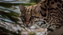 Nature - Episode 4 - American Ocelot