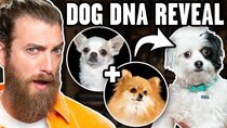 Good Mythical Morning - Episode 4 - Link Is Shocked By Dog DNA Results