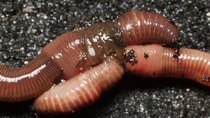 Deep Look - Episode 2 - Earthworm Love is Cuddly ... and Complicated