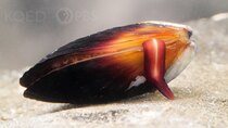 Deep Look - Episode 3 - How Does the Mussel Grow its Beard?