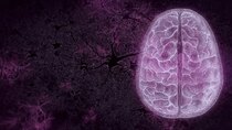 NOVA - Episode 9 - Your Brain: Perception Deception