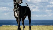 Breed All About It - Episode 13 - Great Danes