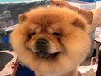 Chow Chow