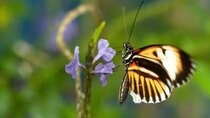 Nature - Episode 12 - Sex, Lies and Butterflies