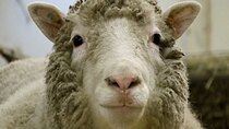 BBC Documentaries - Episode 134 - Dolly: The Sheep That Changed the World