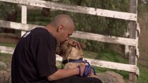 Pit Bulls and Parolees - Episode 2 - A Battle of Wills