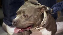 Pit Bulls and Parolees - Episode 3 - A Final Verdict